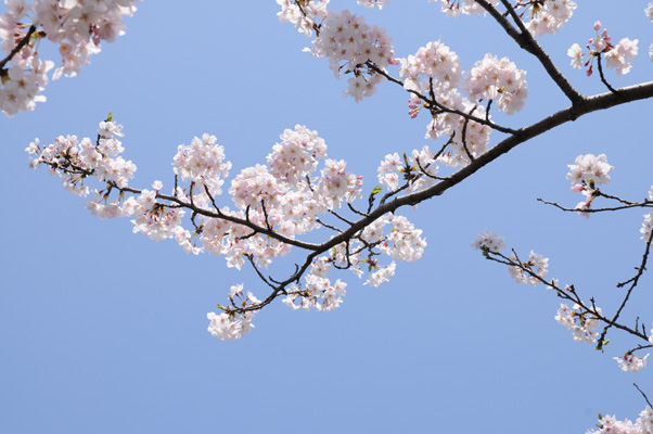 sakura_032.jpg