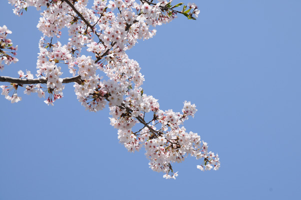sakura_111.jpg