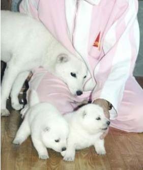 dogs.jpg